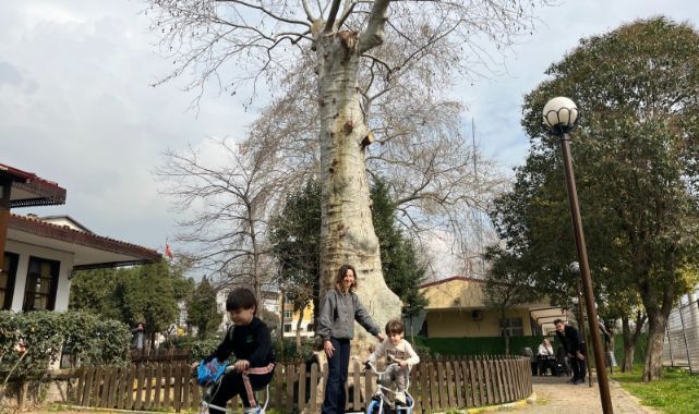 Asırlık çınarın altında 150 yıldır kahve içiliyor