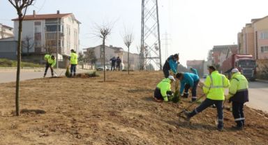 Derince'ye 800 fidan dikildi