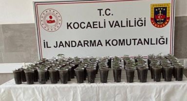 Evde yapılan operasyonda 580 kök kenevir bitkisi ele geçirildi