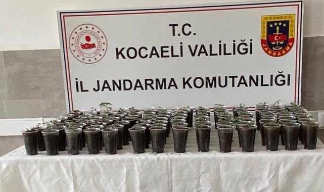 Evde yapılan operasyonda 580 kök kenevir bitkisi ele geçirildi