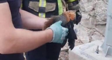 İtfaiyeden sincap kurtarma operasyonu