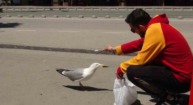 Görenler şaşırıyor: Martı ile esnafın tebessüm ettiren dostluğu