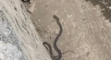 İki farklı ilçede yılan paniği