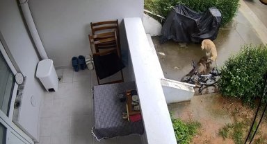Sokak köpekleri yavru köpeği ve kediyi parçaladı: O anlar kamerada