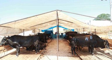 Gebze'de kurban satış alanı hazır