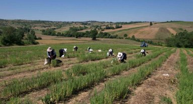 Kocaeli'de kekik hasadı başladı