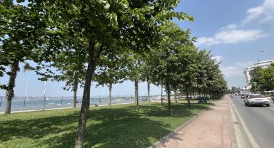 Kocaeli'yi ıhlamur kokusu sardı