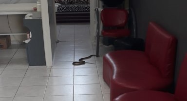 Kuaförde yılan paniği