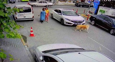 Yolun karşısına geçen köpeğe çarptı, arkasına bile bakmadı