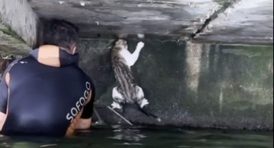 İskelenin altında mahsur kalan kedi için itfaiye erleri seferber oldu