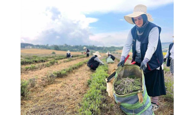 Kocaeli'de mor tarlalarda lavanta hasadı başladı