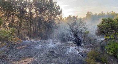 Gebze'de ormanlık alanda yangın çıktı