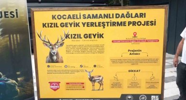 Ormanya'da üretilen kızıl geyikler doğaya salındı
