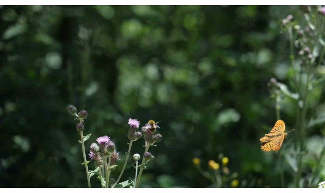 Doğaseverler Kuzuyayla'da 144 farklı tür gözlemledi