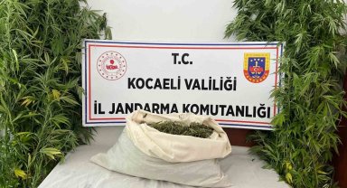 Evini uyuşturucu serasına çevirdi