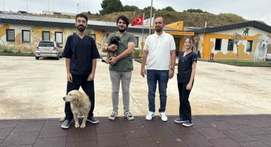 Zifte bulanan yavru köpek rehabilitasyon merkezinde yaşama tutundu