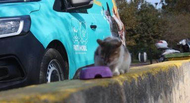 Darıca Belediyesi’nden Can Dostlarımıza Mama ve Su Desteği