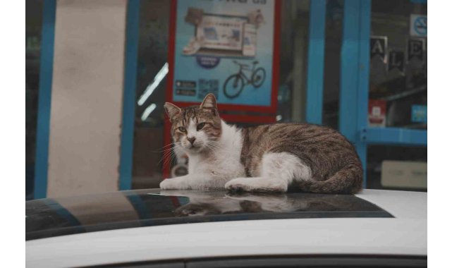 Sokak kedilerinin market mesaisi