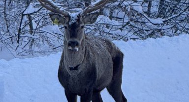 Beyaza bürünen doğada kızıl geyik sürprizi