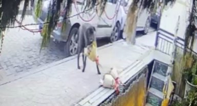 Kokina hırsızı sevimli köpek kameraya yakalandı