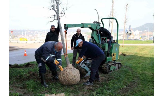 Tramvay çalışmasında sökülen ağaçlar yeni yerlerinde hayat bulacak