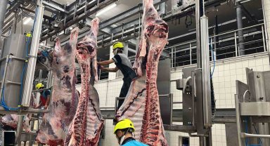 Büyükşehir mezbahasında 6 bin 29 kesim yapıldı