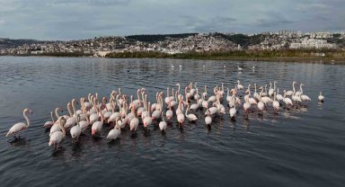 İzmit Körfezi'ne flamingo akını, sayıları katlandı