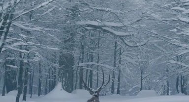 Karla kaplı Kartepe'de kızıl geyik güzelliği