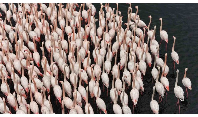 İzmit Körfezi'nde allı turna güzelliği