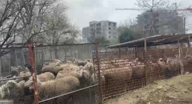 Ahırda çıkan yangında çok sayıda hayvan telef oldu