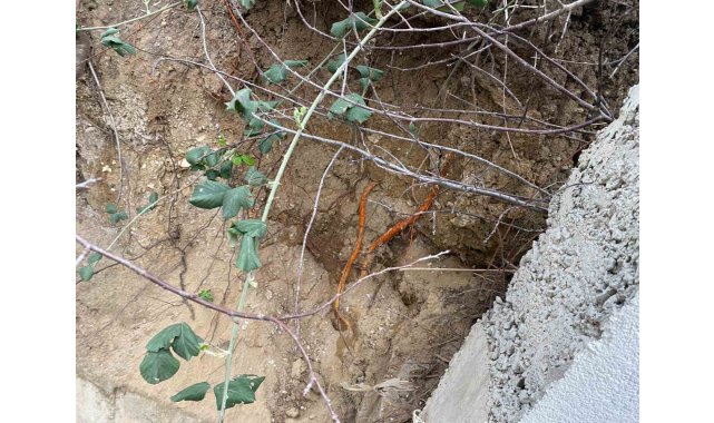 Fidan dikimi sırasında insan kafatası ve kemik parçaları bulundu