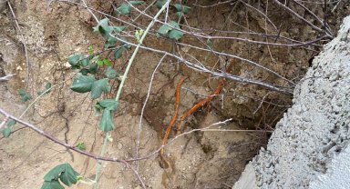 Fidan dikimi sırasında insan kafatası ve kemik parçaları bulundu