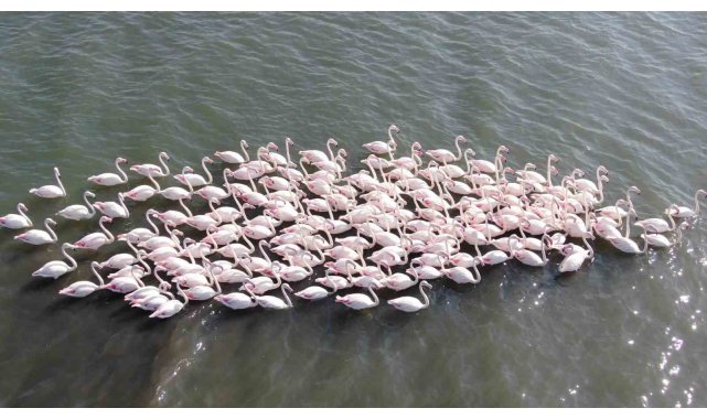 İzmit Körfezi'nde çamur gitti, allı turnaların sayısı ikiye katlandı