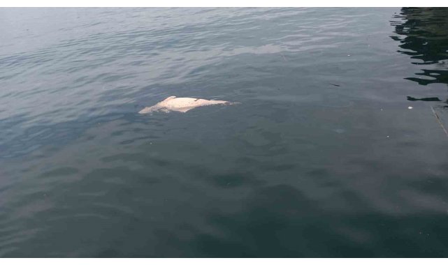 Kocaeli'de kıyıya sürüklenen ölü yunus görüntülendi