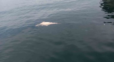 Kocaeli'de kıyıya sürüklenen ölü yunus görüntülendi