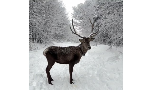 Kuzuyayla'da tatilcilere kar ve kızıl geyik sürprizi