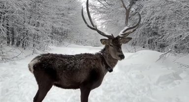 Kuzuyayla'da tatilcilere kar ve kızıl geyik sürprizi
