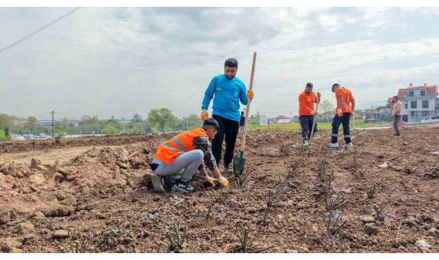 Başiskele'de 15 bin gül fidanı toprakla buluşuyor