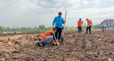 Başiskele'de 15 bin gül fidanı toprakla buluşuyor