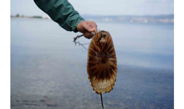 Denizde bu türü görürseniz sakın yaklaşmayın