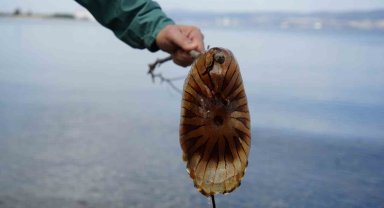 Denizde bu türü görürseniz sakın yaklaşmayın