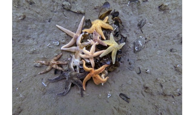 İzmit Körfezi'nden 1,8 milyon metreküp çamur çıkarıldı, deniz canlıları geri döndü