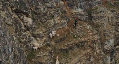 Kayalıklardaki sürüye cansiparane kurtarma