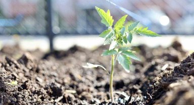 Kendi kompost gübresini üreten belediyeden "ata tohumu" hamlesi