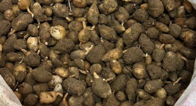 Nesli tehlike altındaki bitkinin yumrularını söken kişiye yarım milyonluk ceza