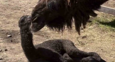 Ormanya'da doğan yavru deve için renkli kutlama