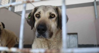 Şikayetler 100'den 20'ye indi: Başiskele'de sokak hayvanı şikayetleri büyük oranda düştü