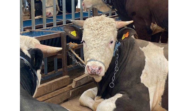 Kurbanlıkta küpe, yaş ve sağlık uyarısı