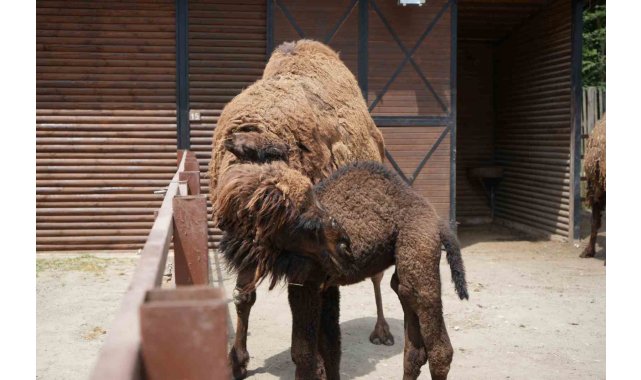Avrupa'nın en büyük doğal yaşam parkında yavru deve heyecanı