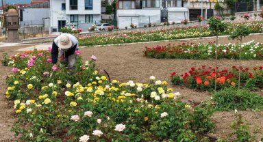 Başiskele'de 15 bin gülün açtığı bahçede görsel şölen